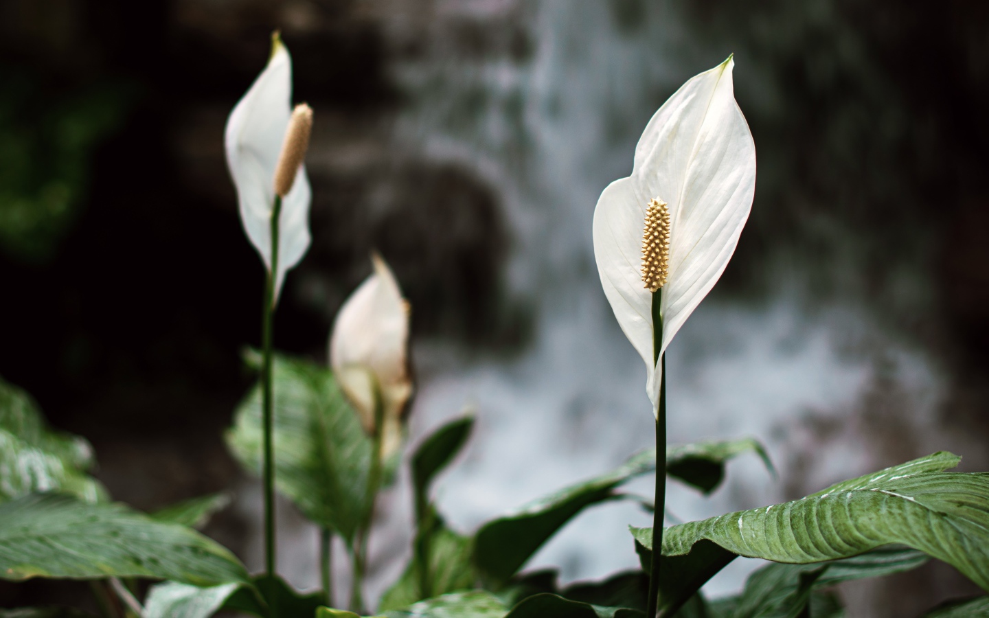 Белые цветы антуриум с зелеными листьями