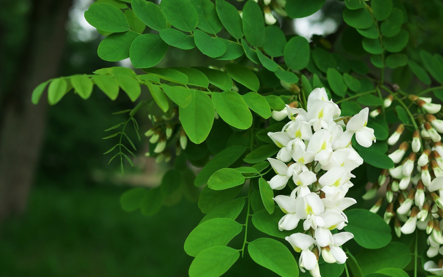 Белые цветы акации с зелеными листьями крупным планом