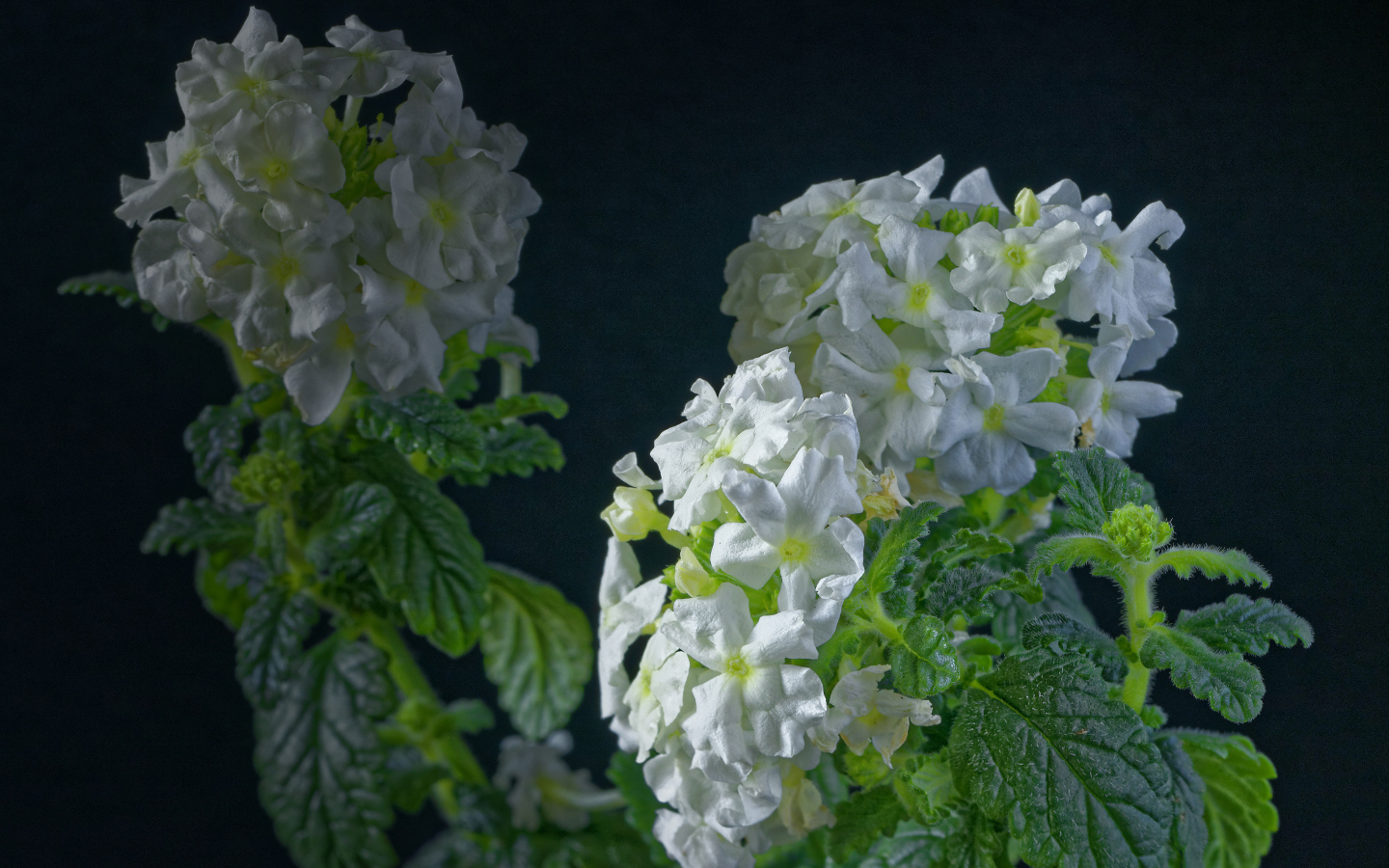 Белые цветы вербены на сером фоне