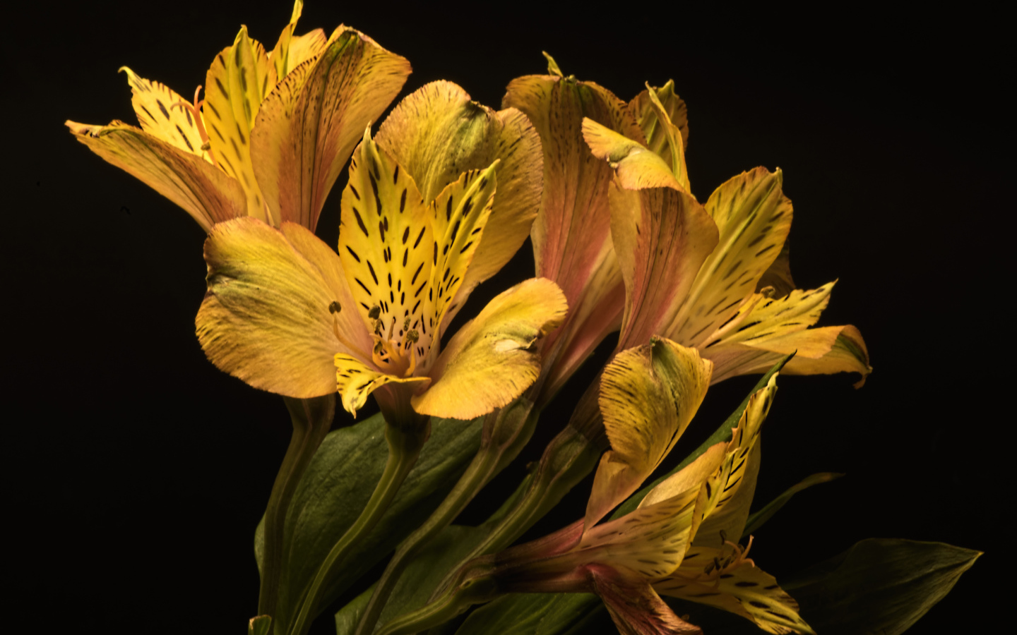 Желтые красивые цветы альстромерия на черном фоне