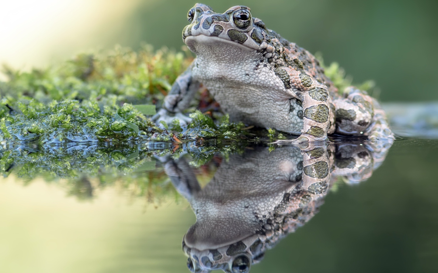 Большая лягушка сидит на водорослях в пруду
