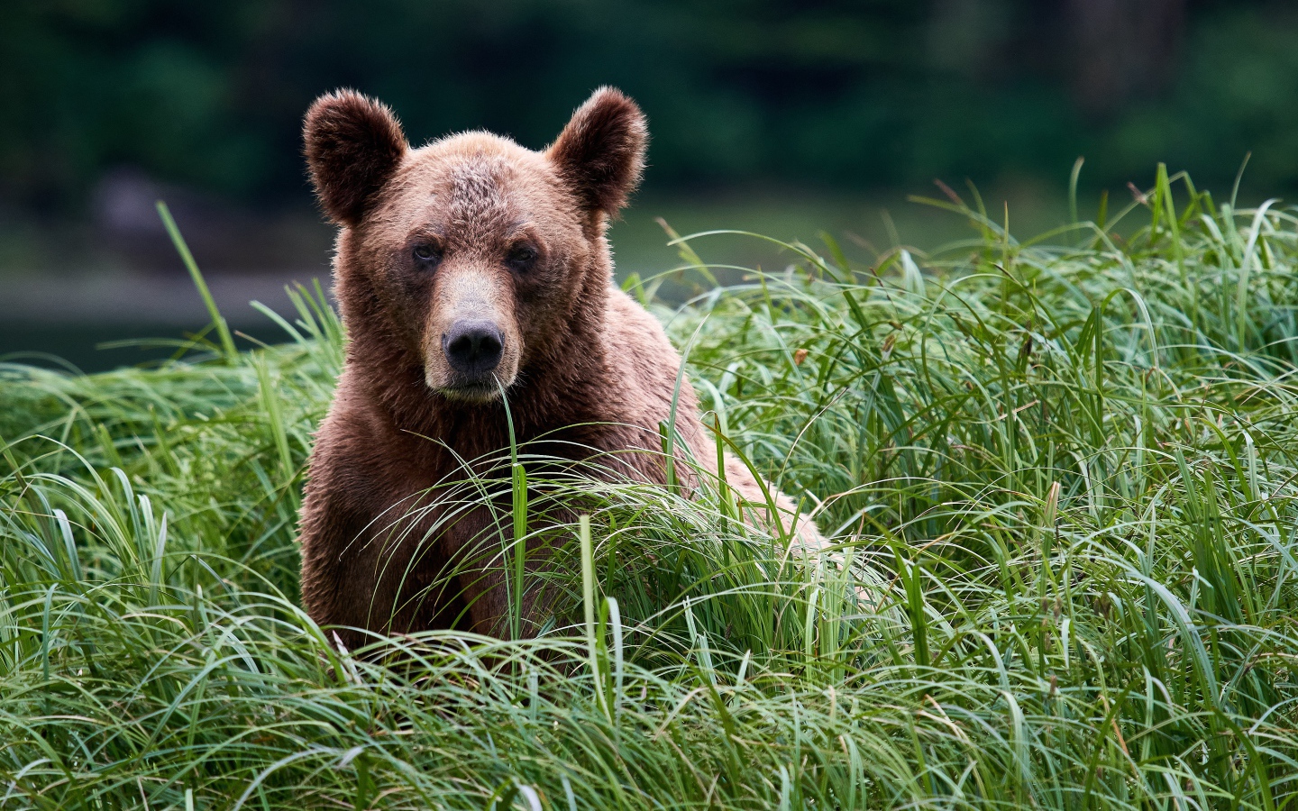 Big brown bear sits in tall green grass