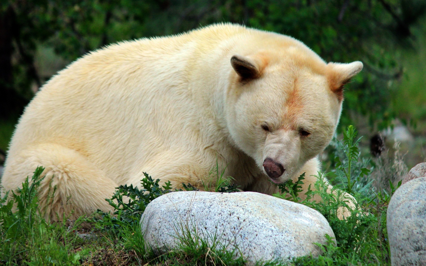 Большой грозный белый медведь у камней