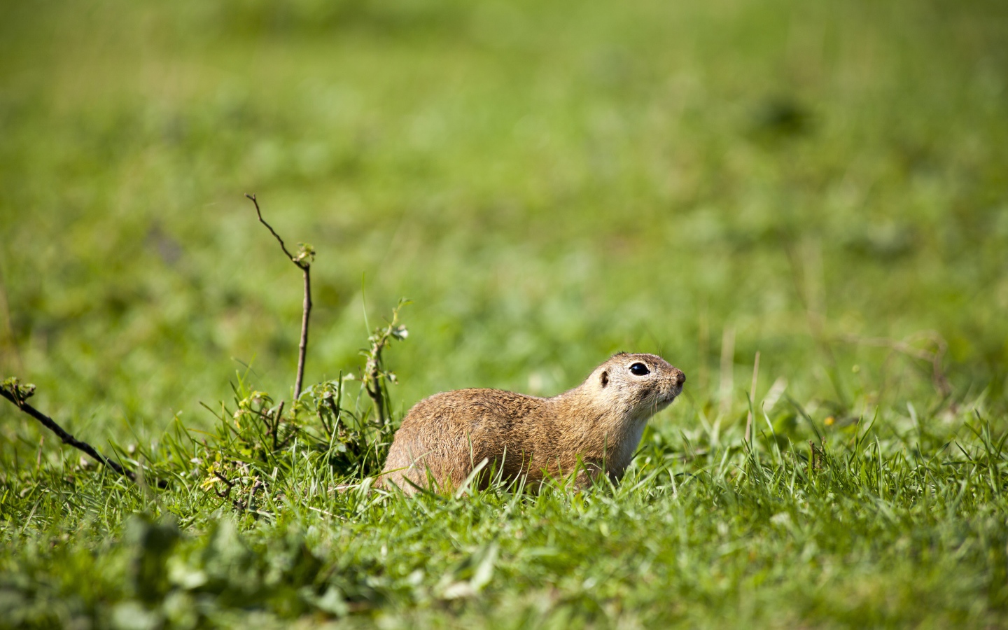 Суслик в зеленой траве 