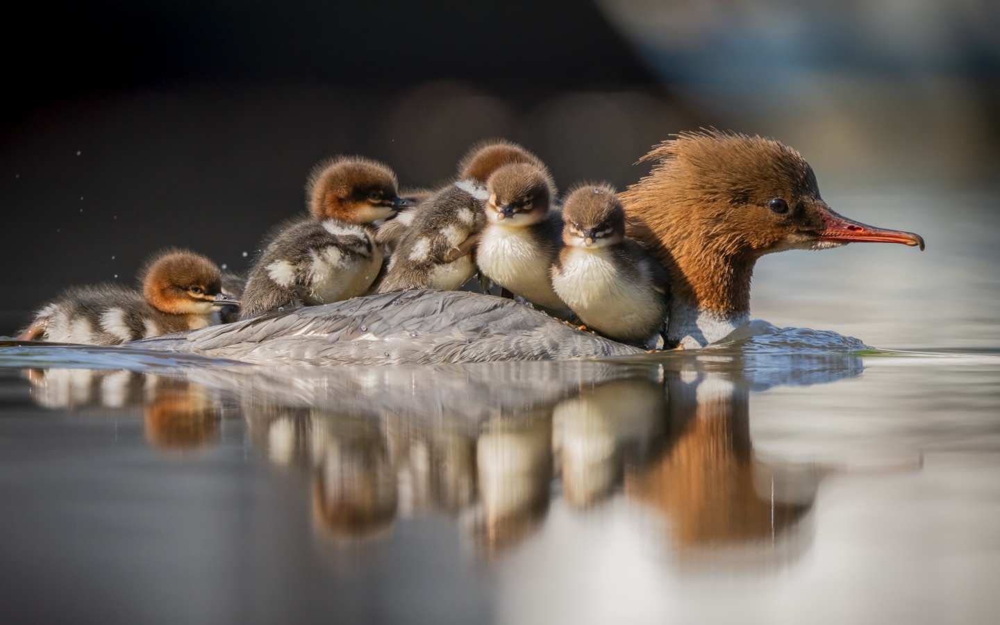 Утка с птенцами на спине плывет по воде