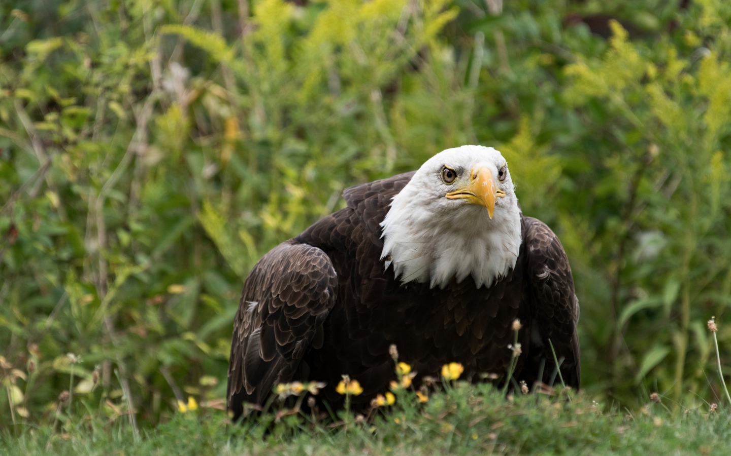 A large predatory bald eagle sits in the grass.
