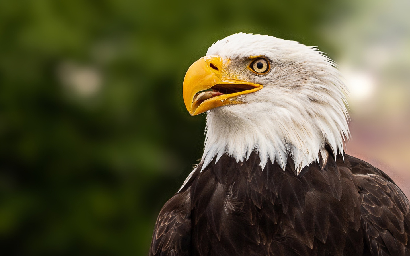 Голова белоголового орлана с открытым клювом 