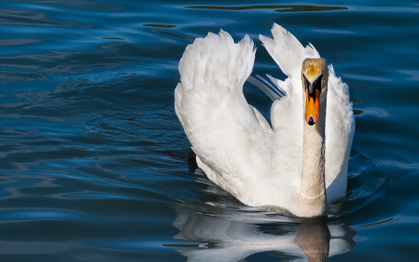 Красивый белый лебедь плывет по спокойной воде 