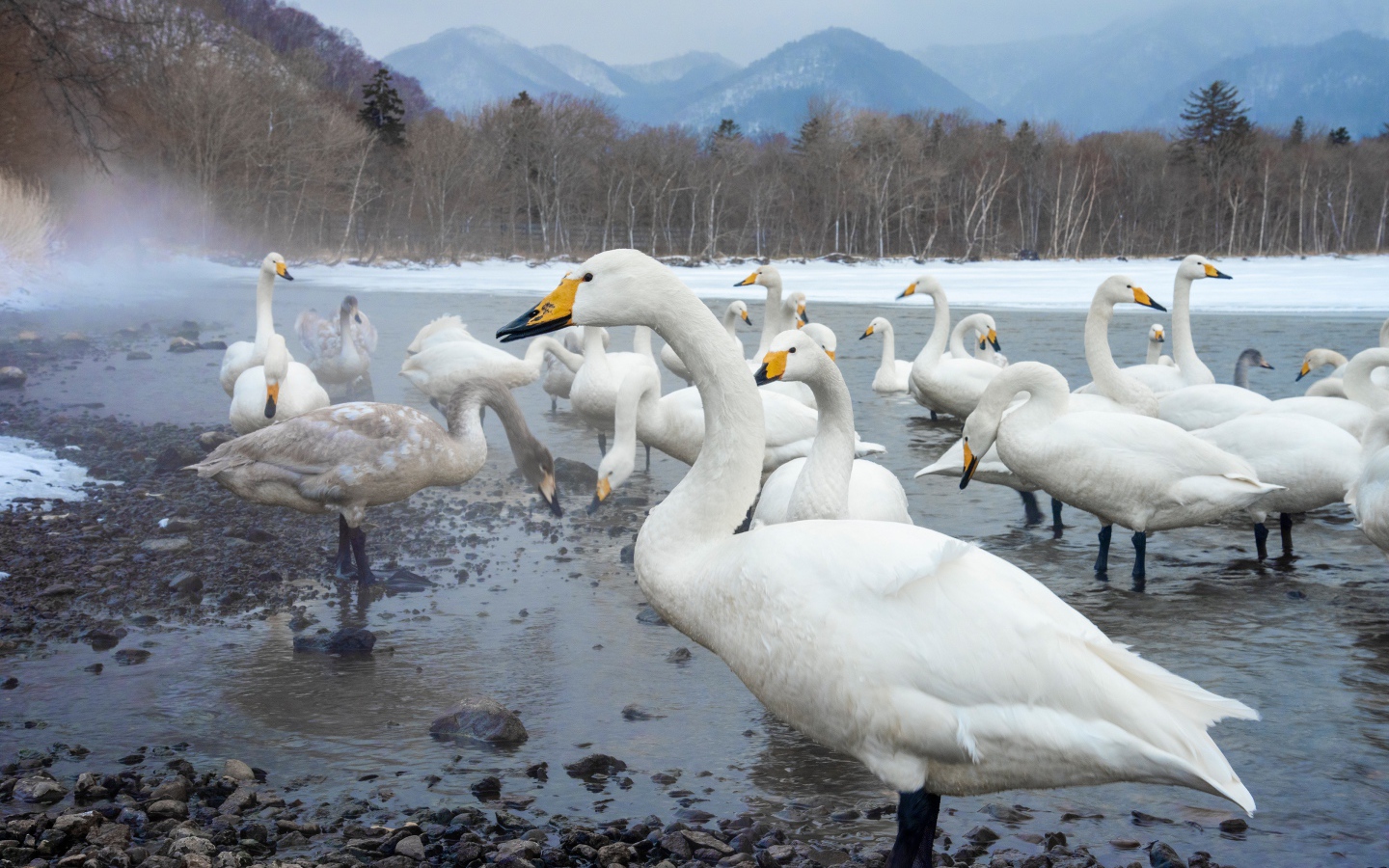 Красивые белые лебеди в зимнем озере в горах
