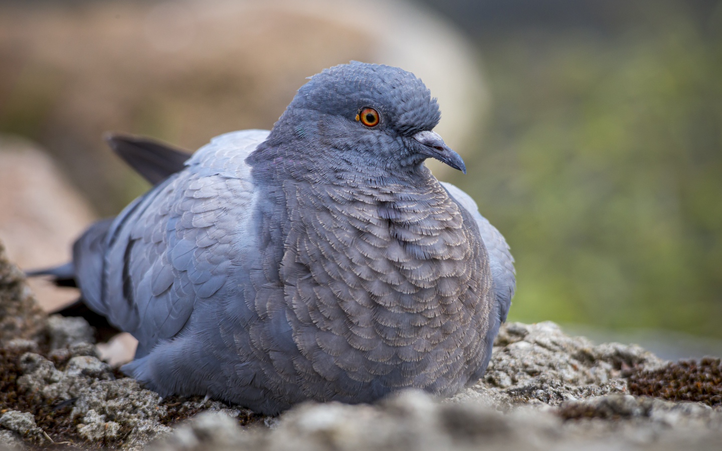 Большой голубь сидит на земле