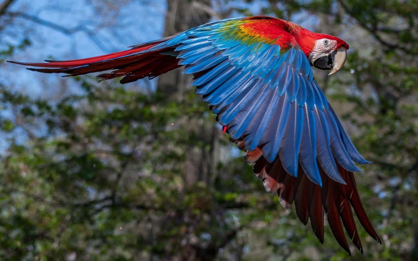 Большой попугай ара летит в воздухе 