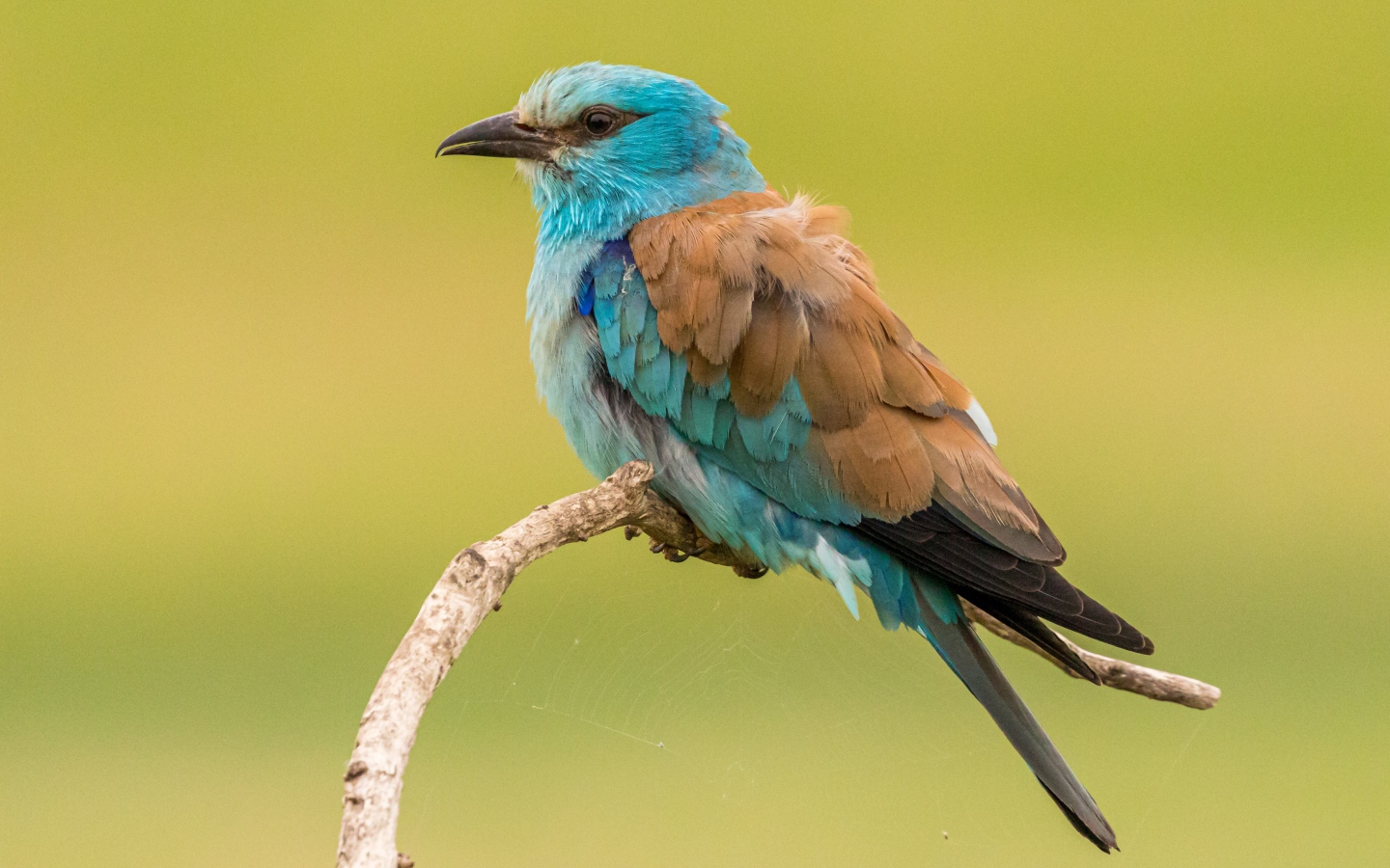 Птица зимородок  сидит на ветке на желтом фоне