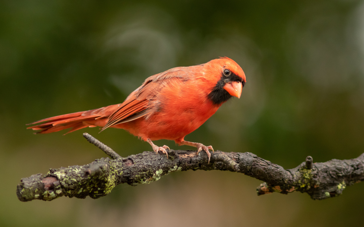 Bird red cardinal on a tree branch