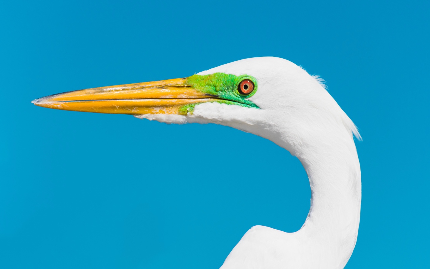 Голова белой цапли с острым клювом на голубом фоне 