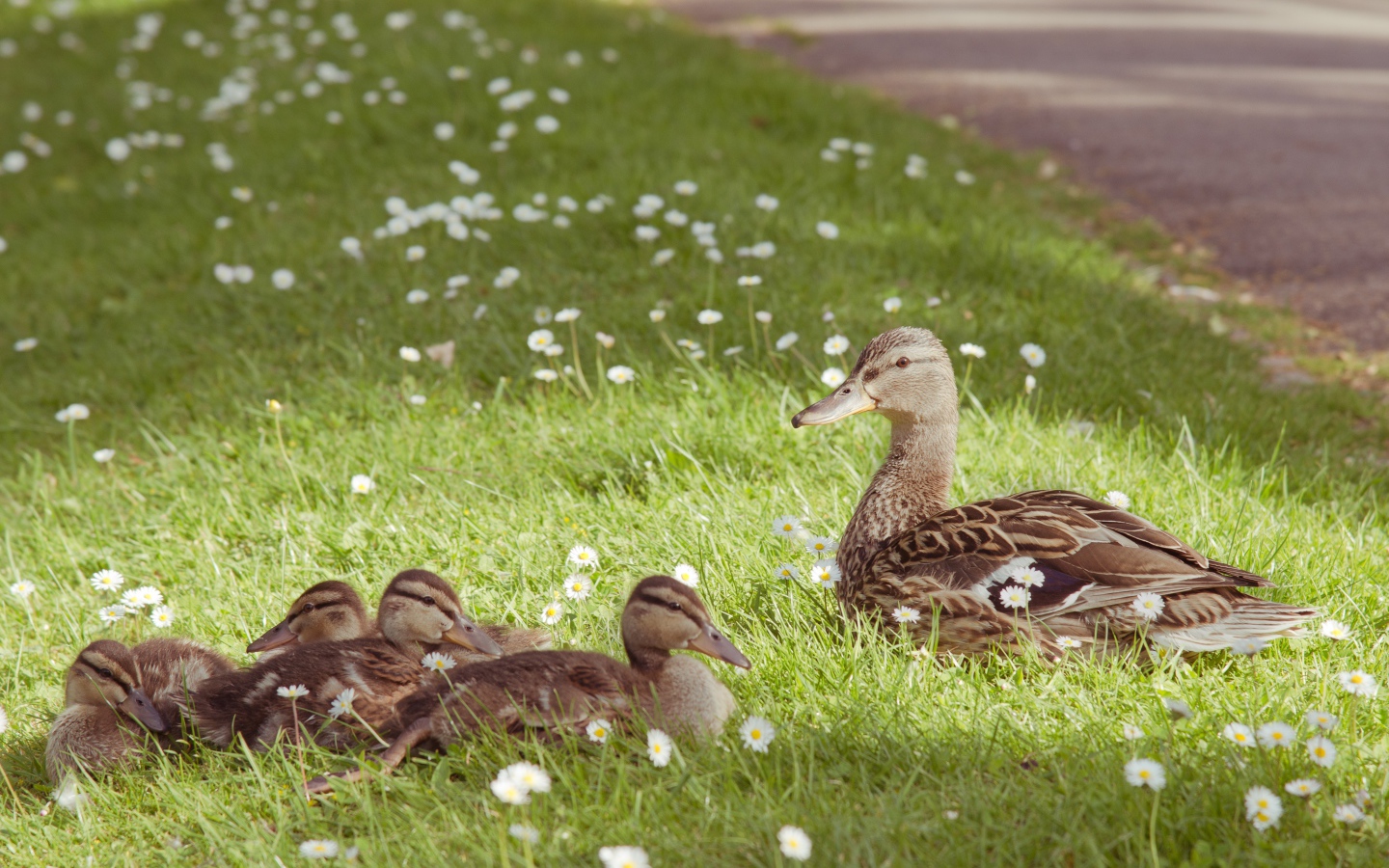 Серая утка с утятами на зеленой траве с белыми ромашками