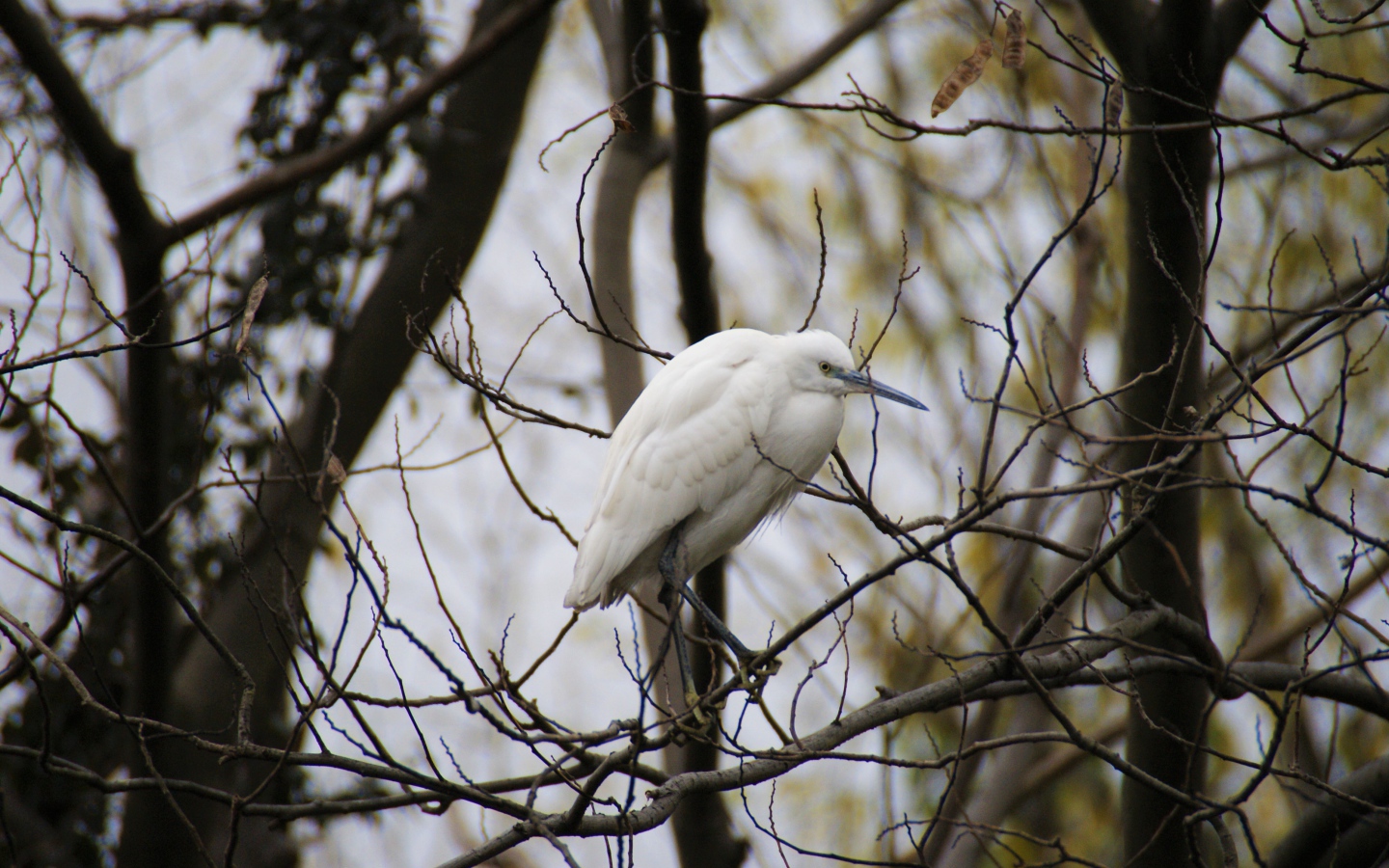 Большая белая цапля сидит на ветке дерева 