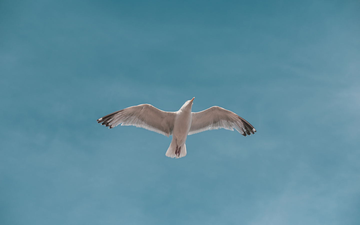 Большая белая чайка летит в голубом небе