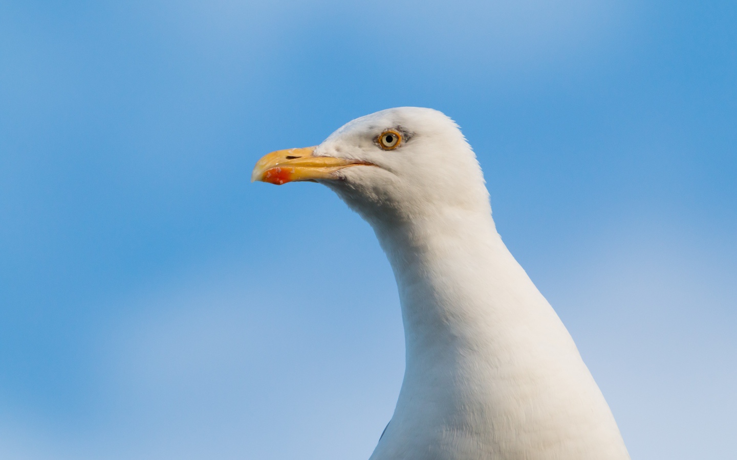 Голова белой чайки на фоне голубого неба 