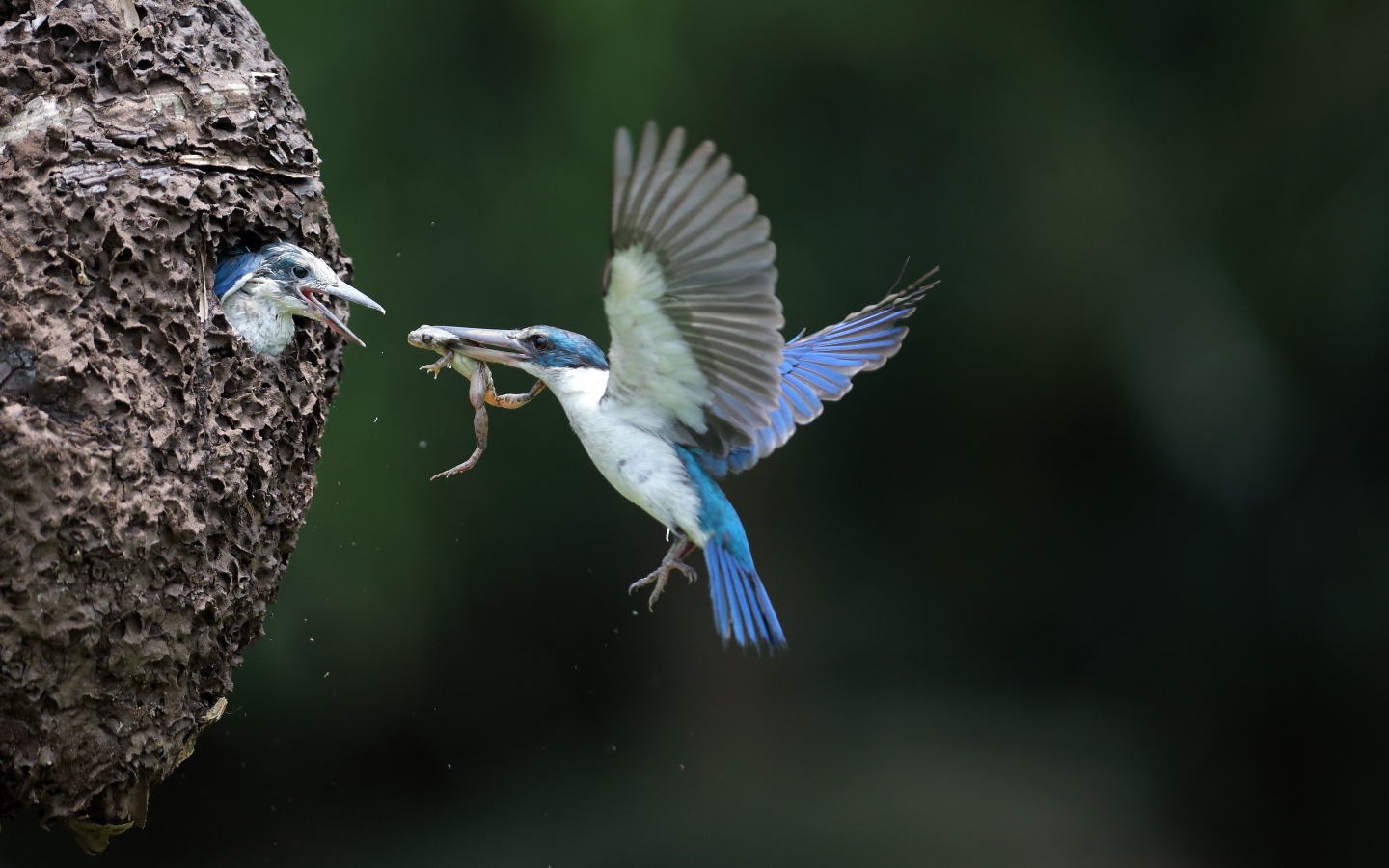 Птица зимородок кормит птенцов в гнезде 