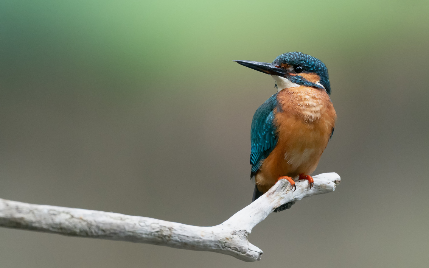 Птица зимородок сидит на ветке 
