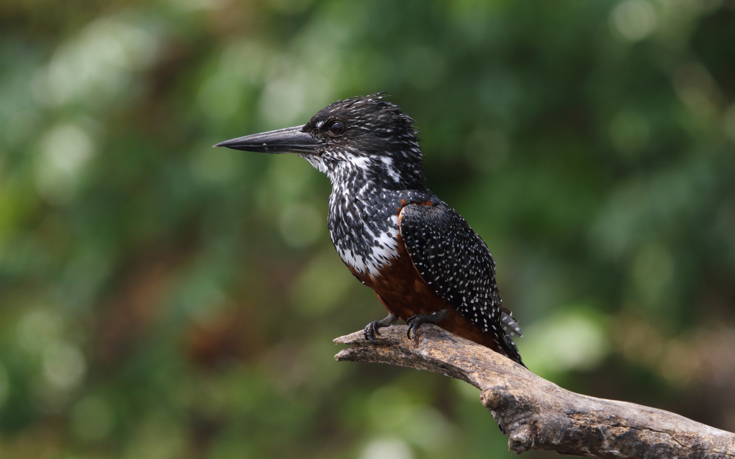 Птица зимородок с острым клювом сидит на ветке 