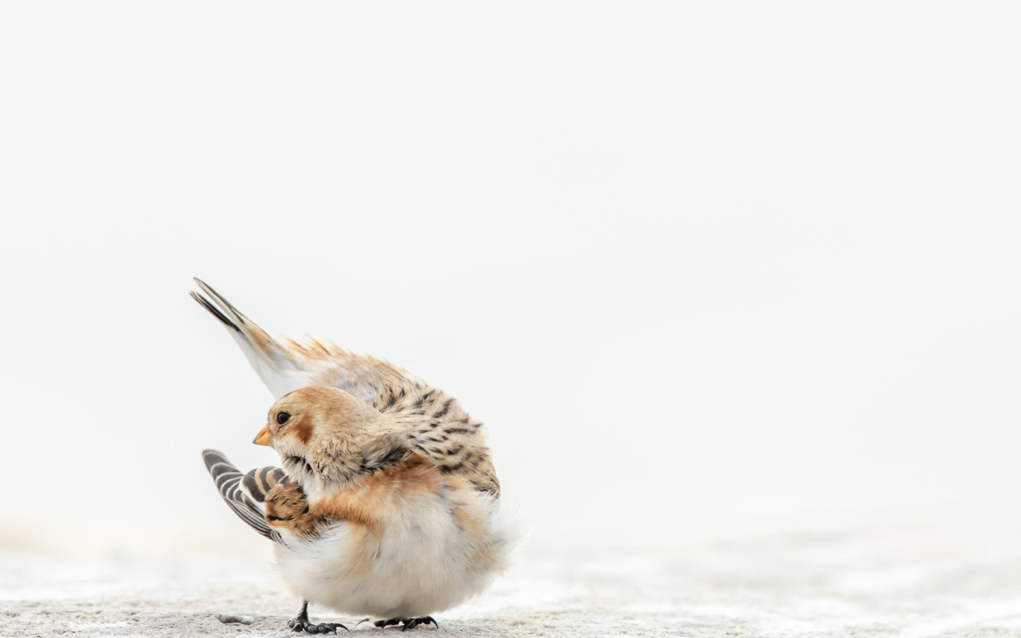 Маленький воробей на белом снегу