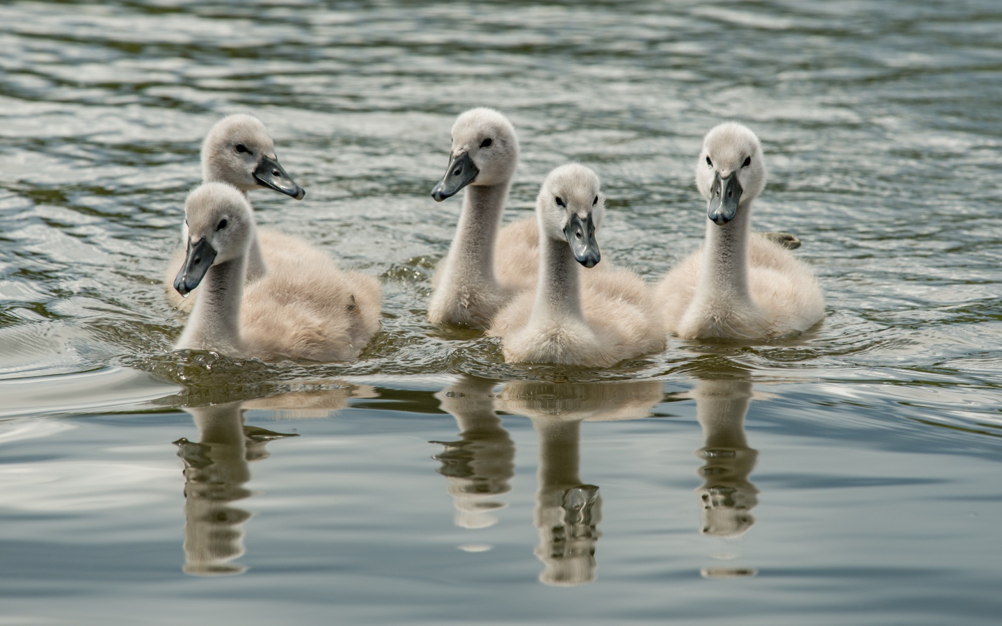 Маленькие дикие лебеди в воде 
