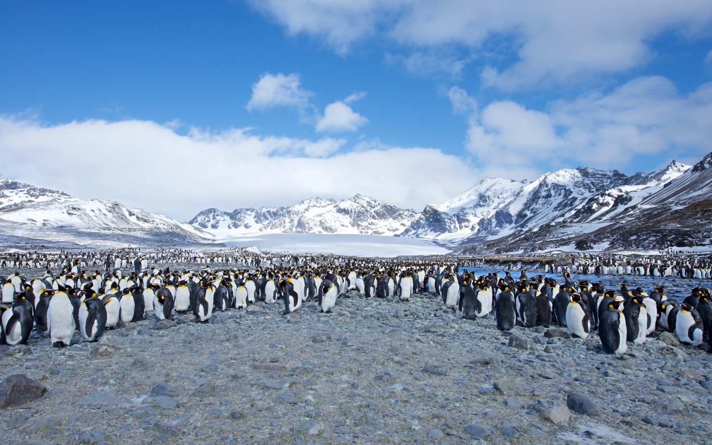 Много пингвинов на берегу на фоне заснеженных гор 