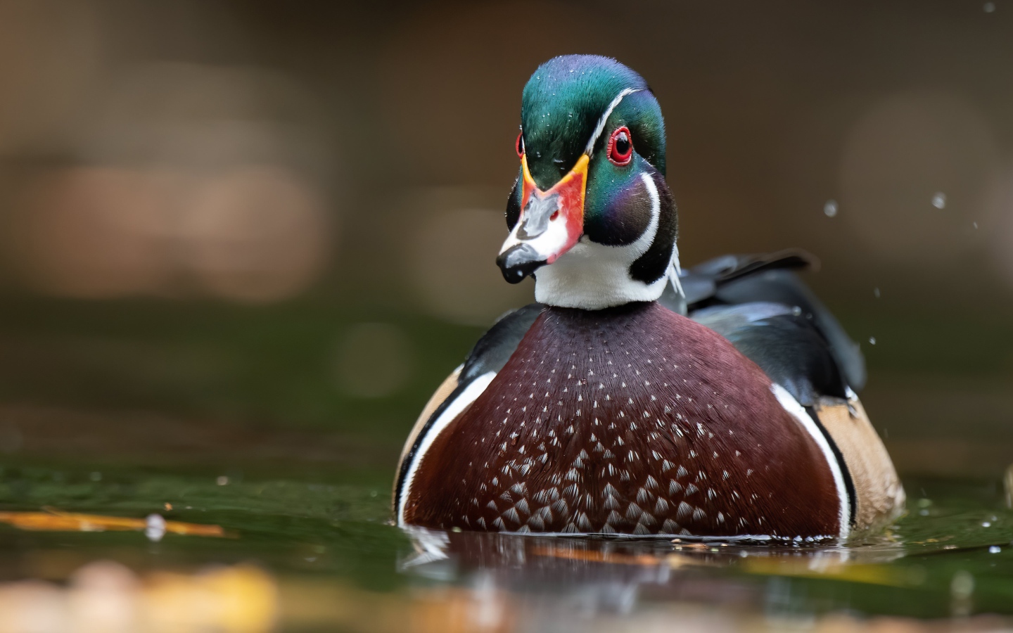 Разноцветная утка в воде 