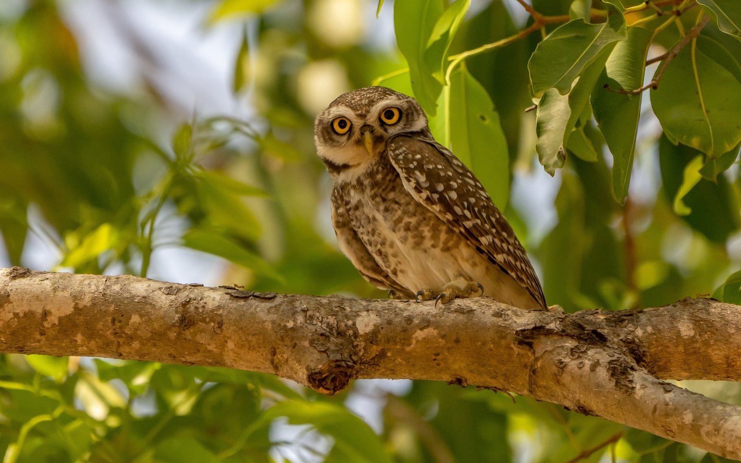 Сова сидит на ветке дерева в зеленых листьях