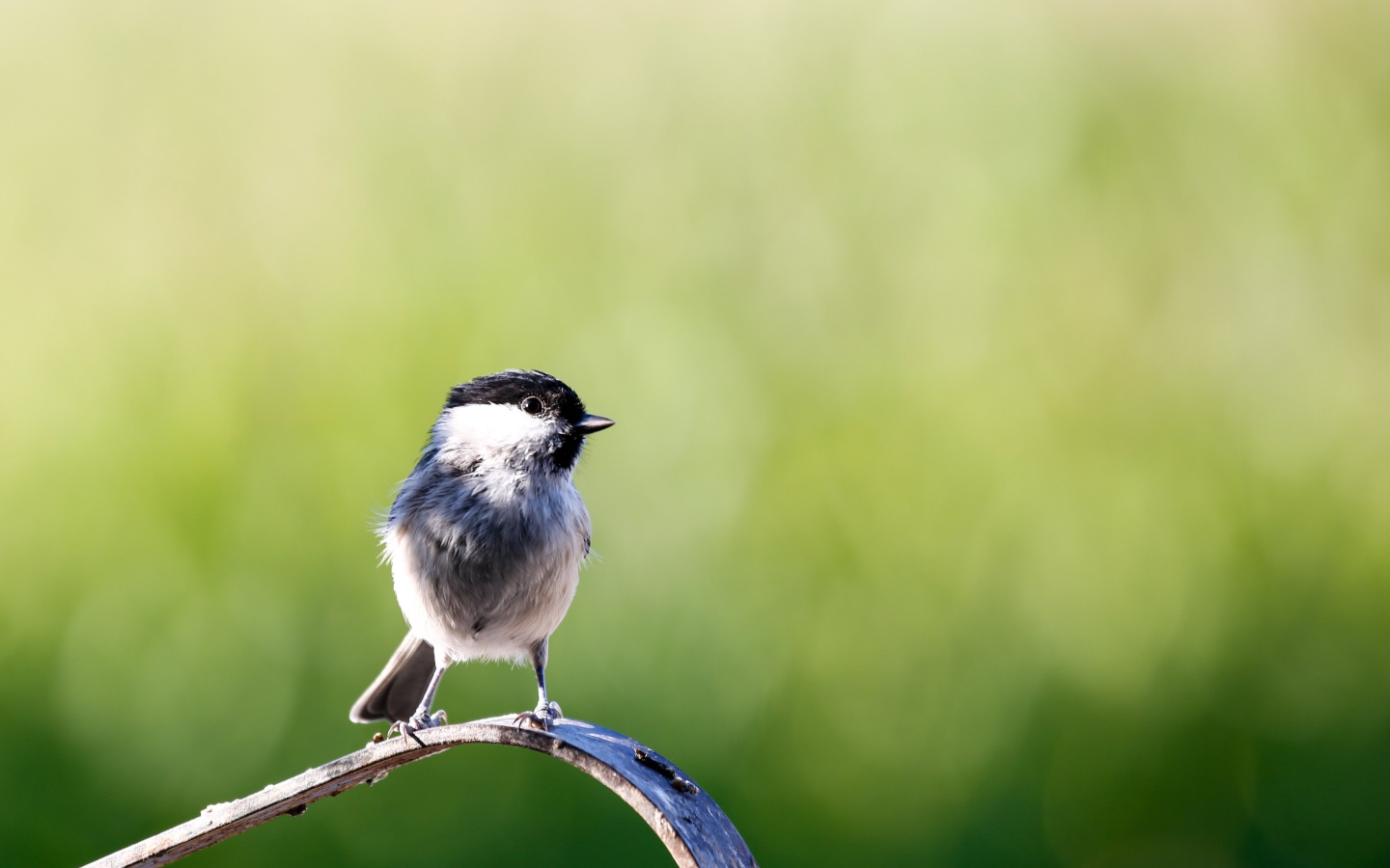 Маленькая птичка крупным планом
