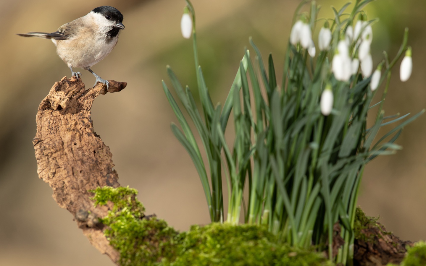Воробей сидит на коряге у белых подснежников
