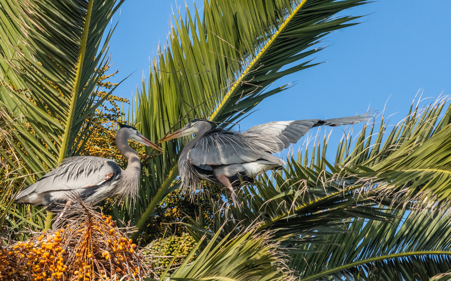 Два серых пеликана сидят в пальмовых листьях 