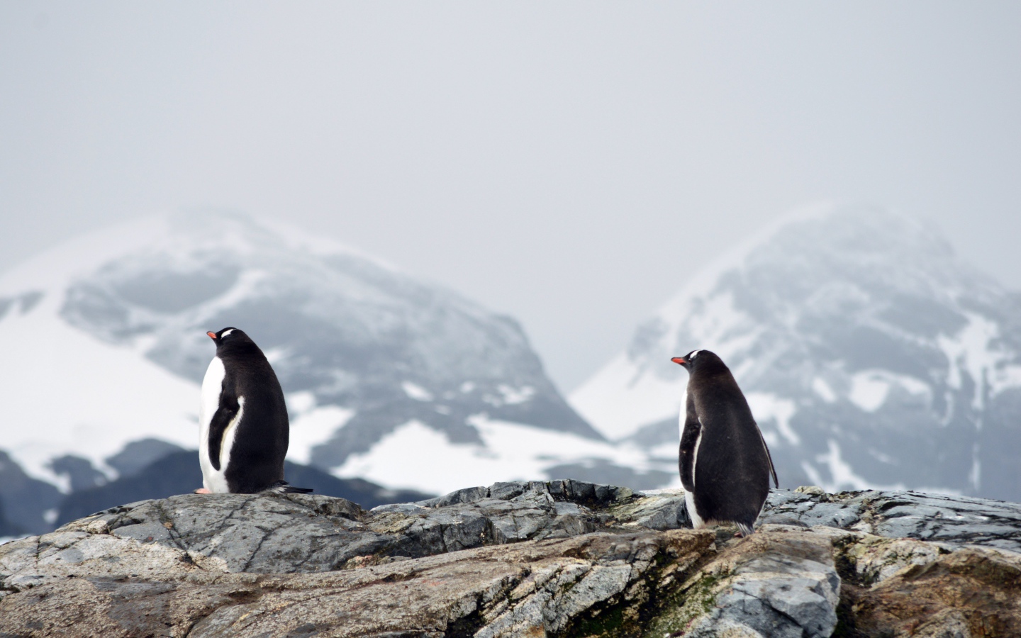 Два пингвина на камнях на фоне заснеженных гор 