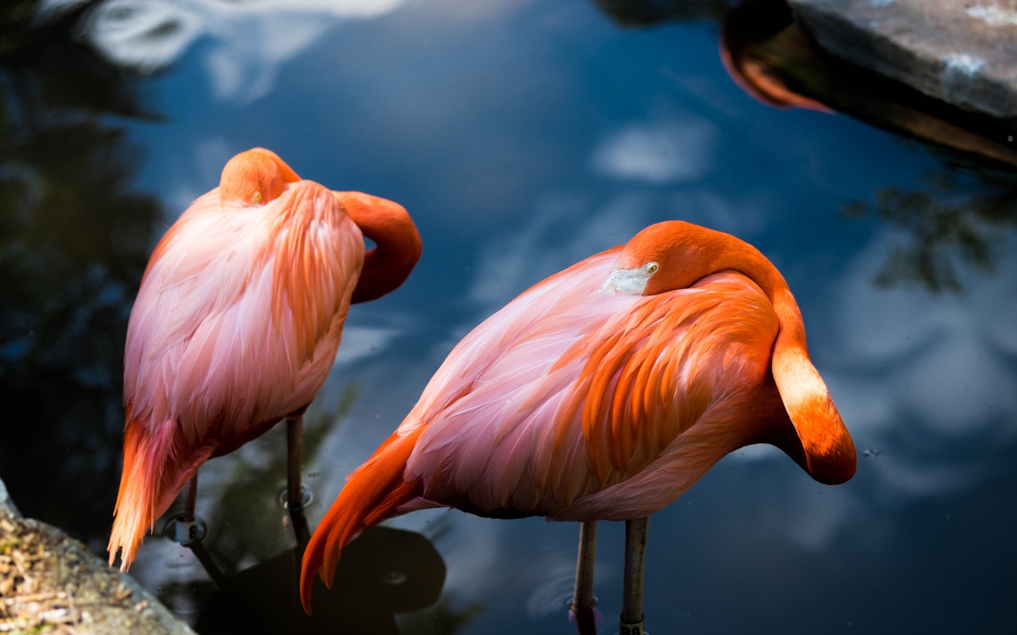 Два розовых фламинго прячут клюв в  перьях