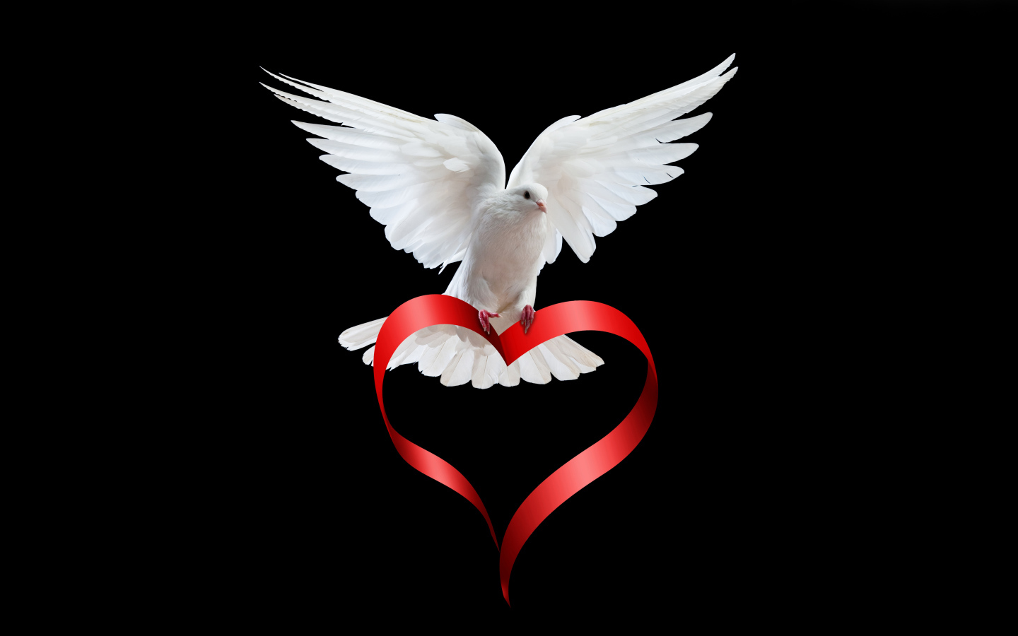 White dove on a black background with a red ribbon in the shape of a heart