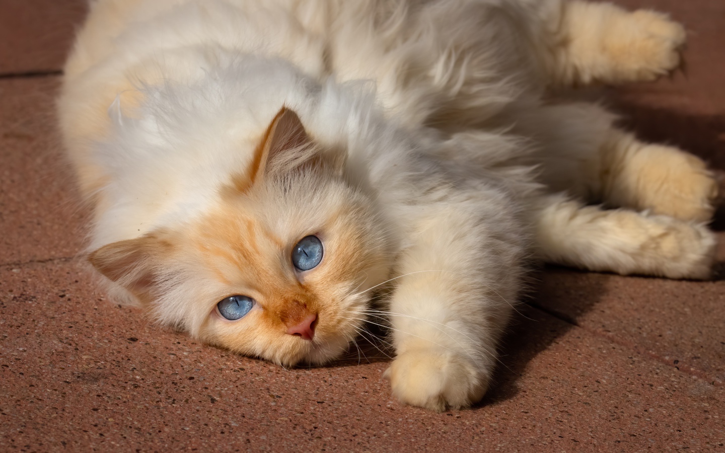 Красивая голубоглазая породистая кошка лежит на полу 