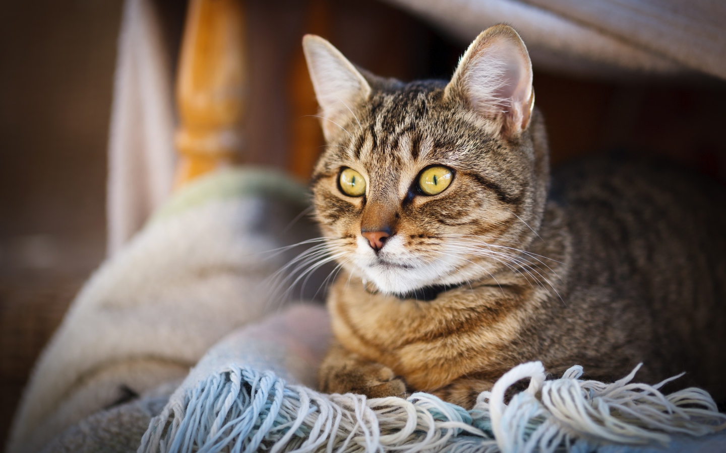 Красивый серый кот с желтыми глазами лежит на одеяле