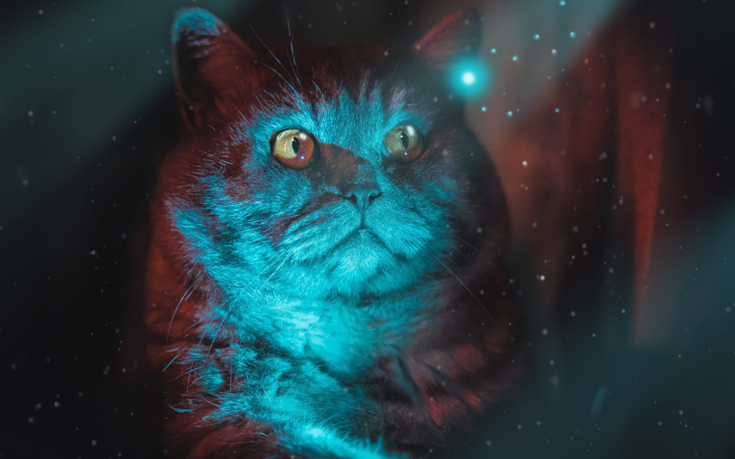 Красивый породистый кот с неоновом свете