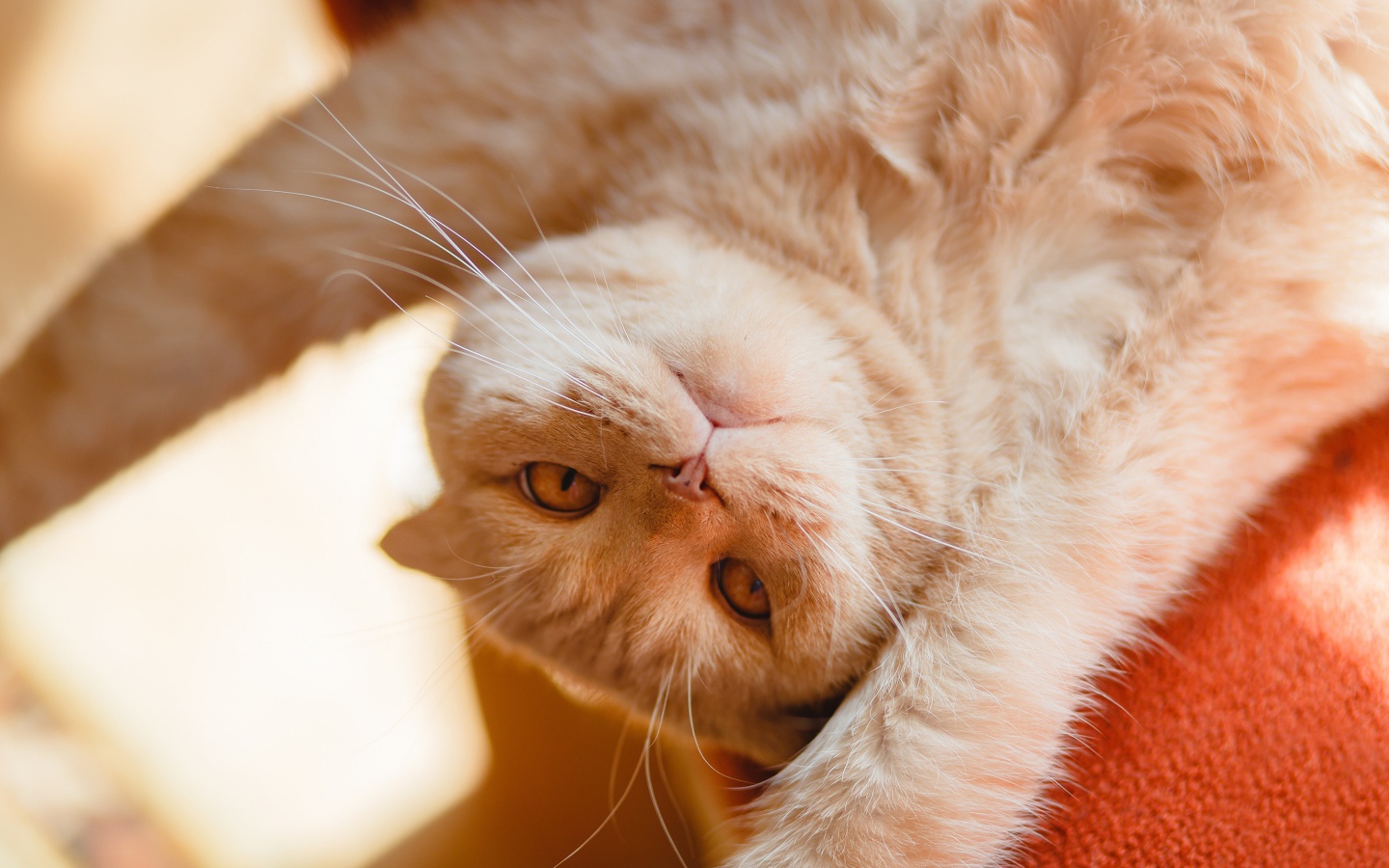 Красивый рыжий кот лежит лапами вверх