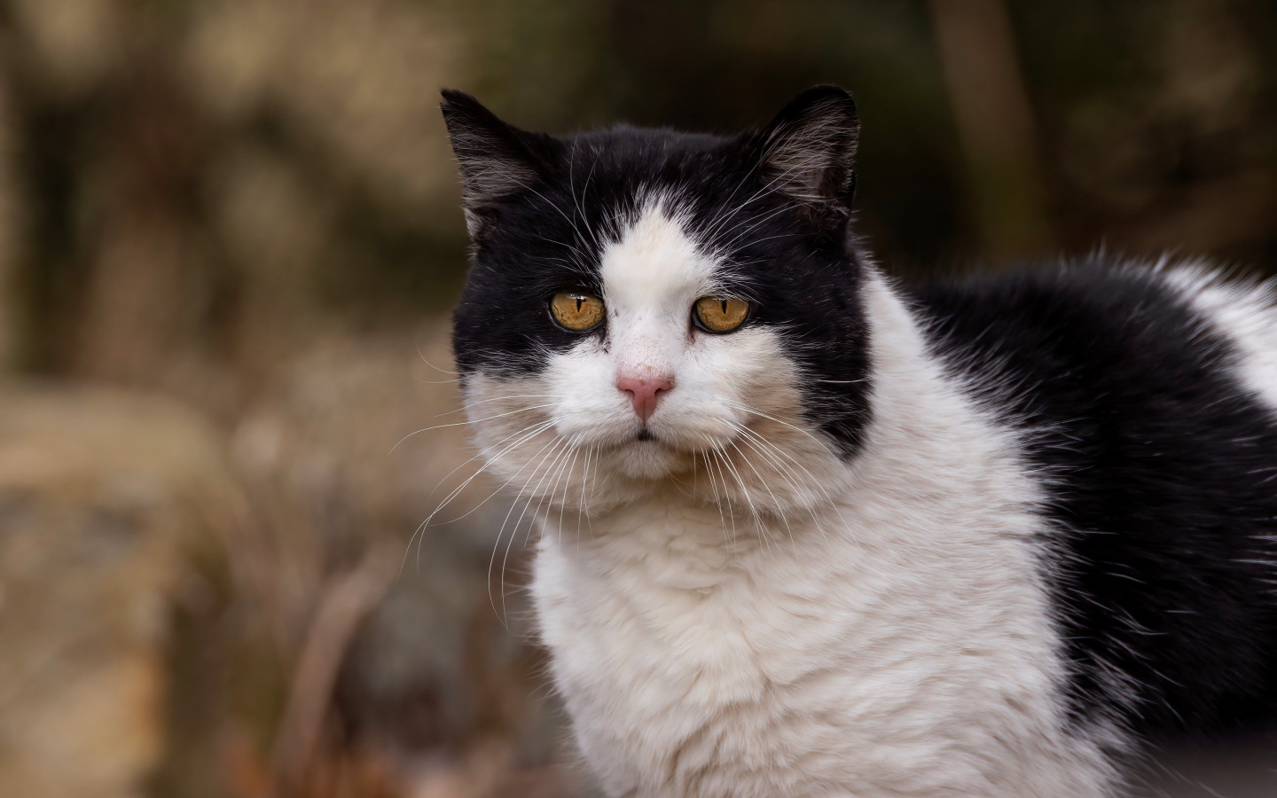 Большая морда черно-белого кота 