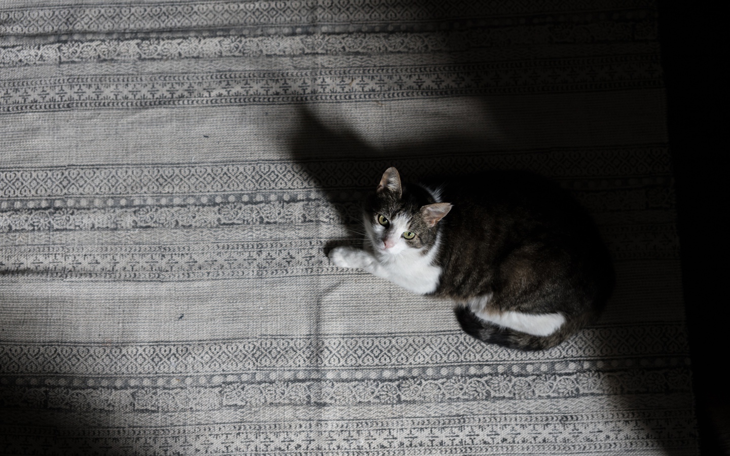 Большой серый с белым кот лежит на кровати 