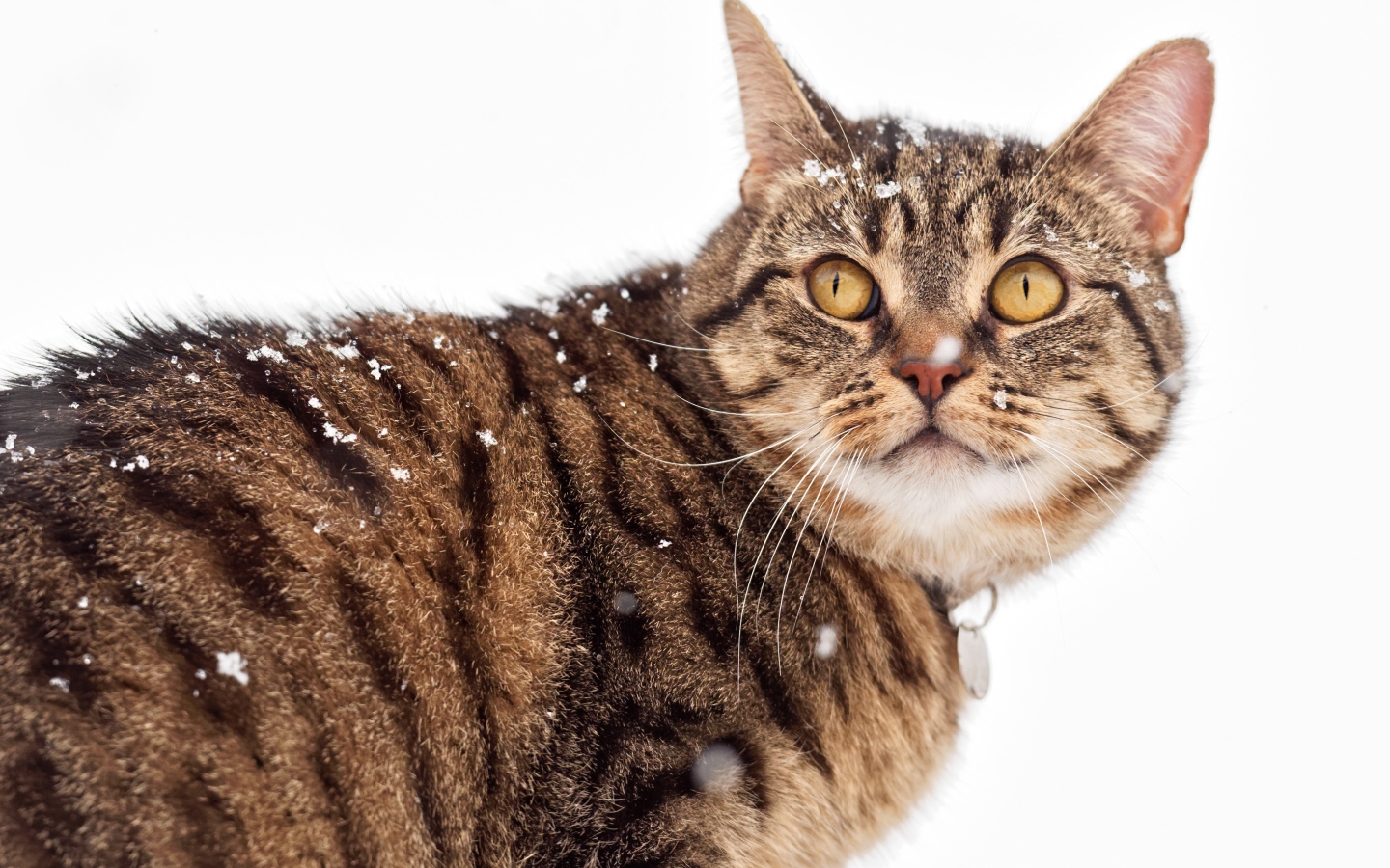 Большой серый кот на улице зимой
