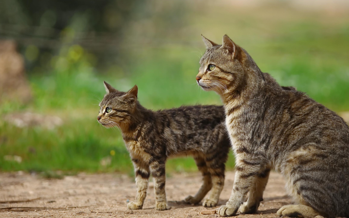 Большая серая кошка с котенком на улице