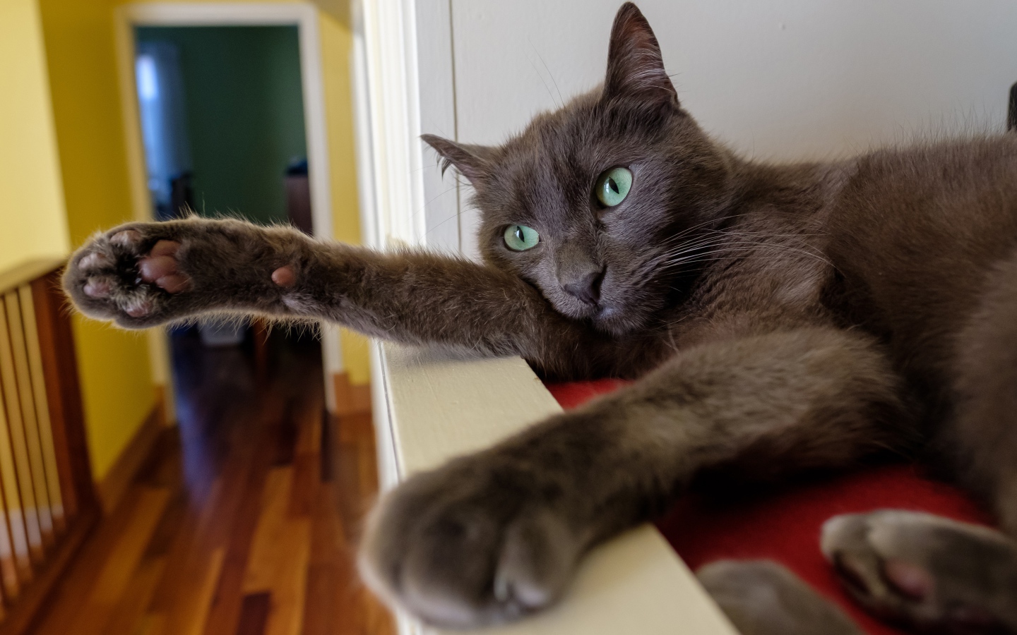 Большой серый кот с зелеными глазами 