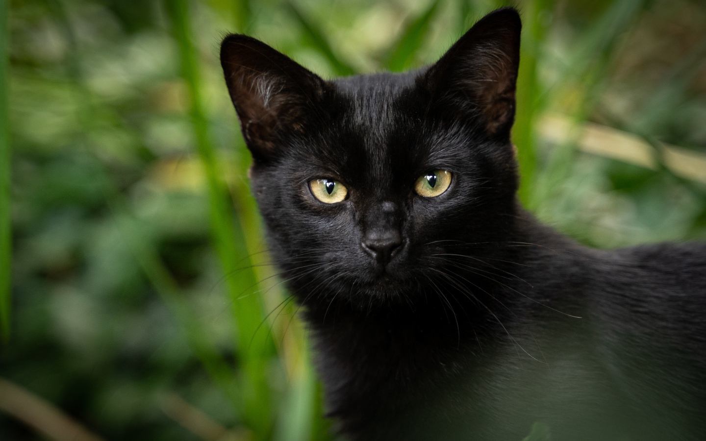 Черный кот с желтыми глазами крупным планом 