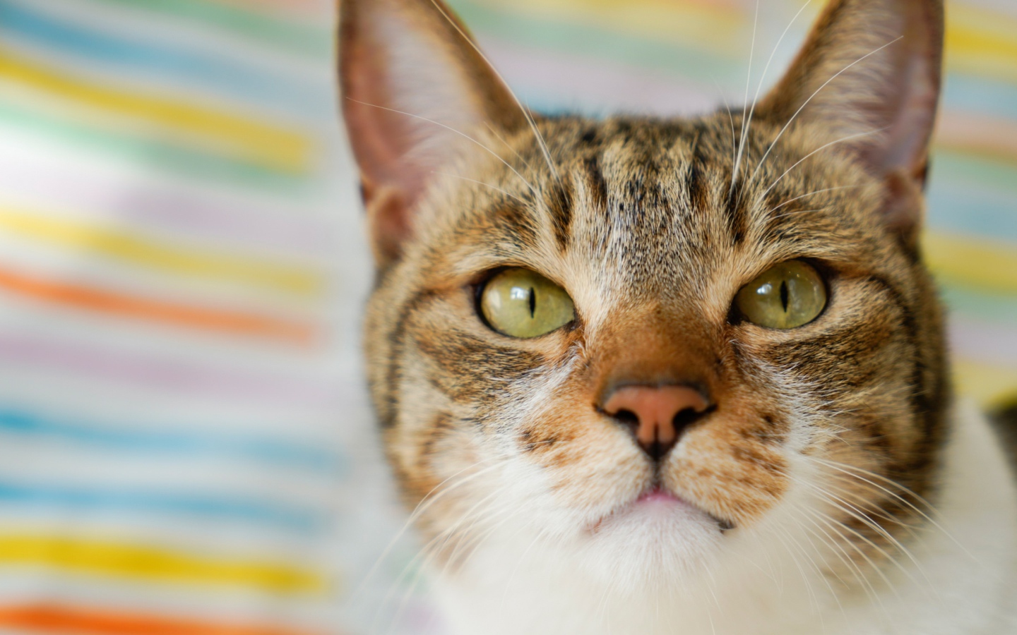 Морда серого кота с зелеными глазами крупным планом