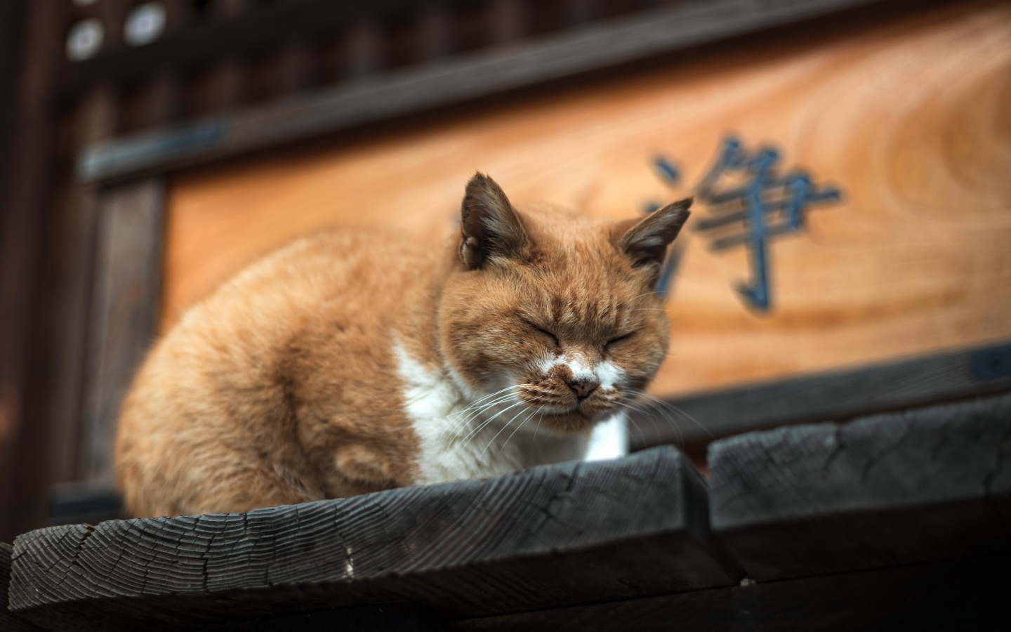 Дремлющий рыжий  кот на деревянном пороге 