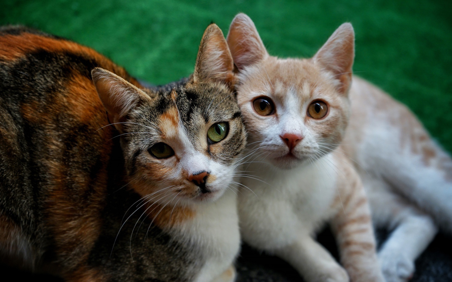 Влюбленные кошка и кот лежат на полу 