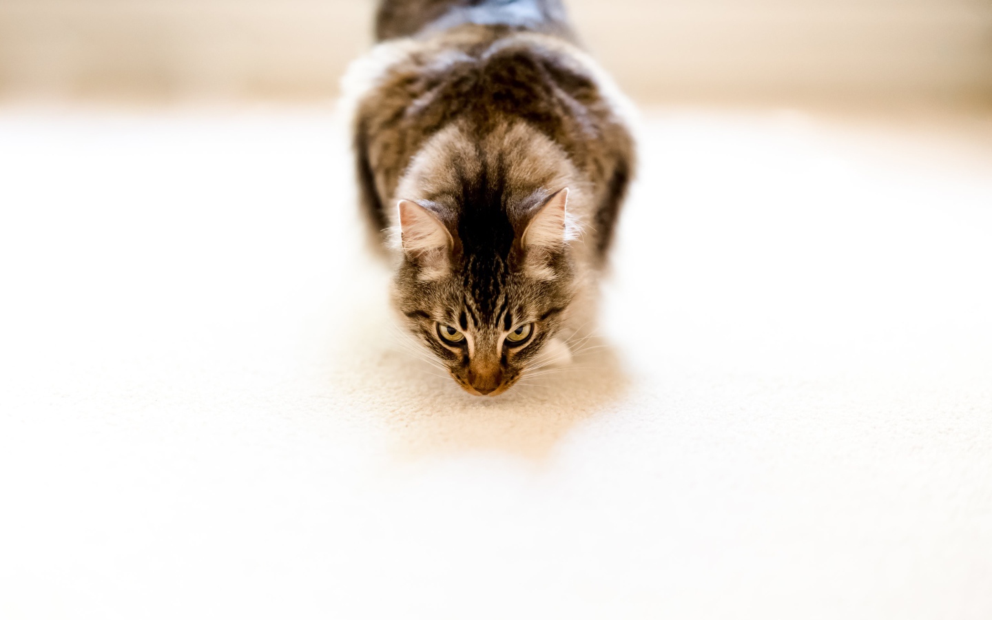 Пушистый серый кот на белом ковре 